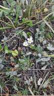 Image of Cherleria circassica (Albov) A. J. Moore & Dillenb.