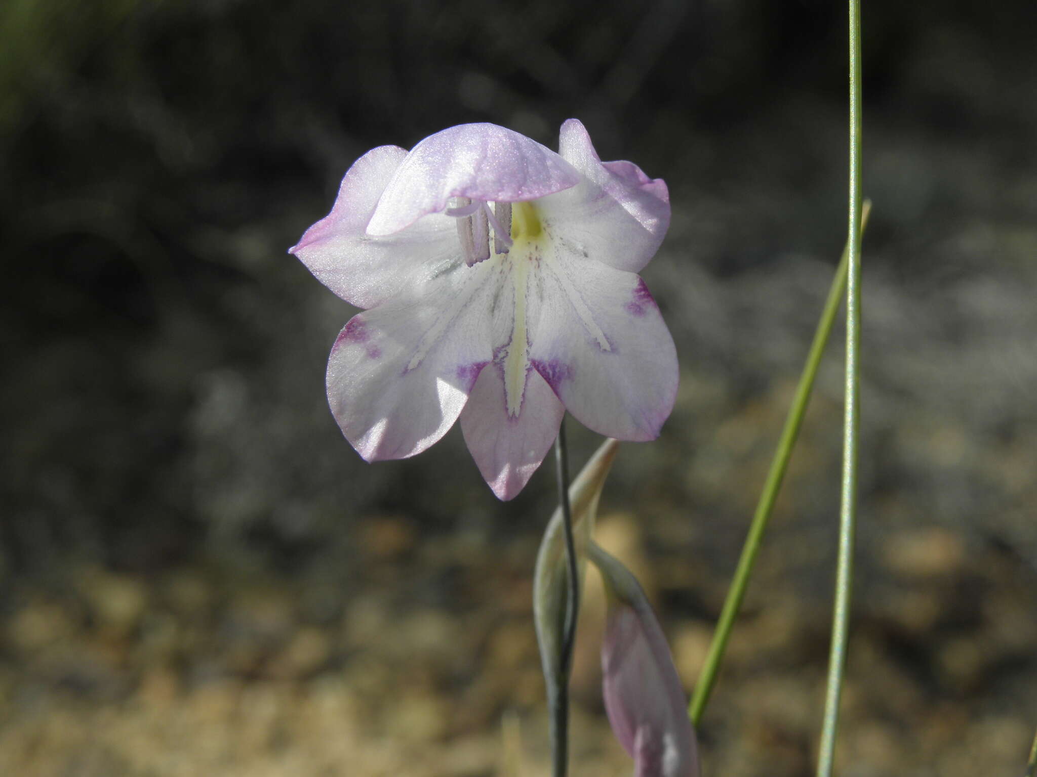 Imagem de Gladiolus inflatus (Thunb.) Thunb.