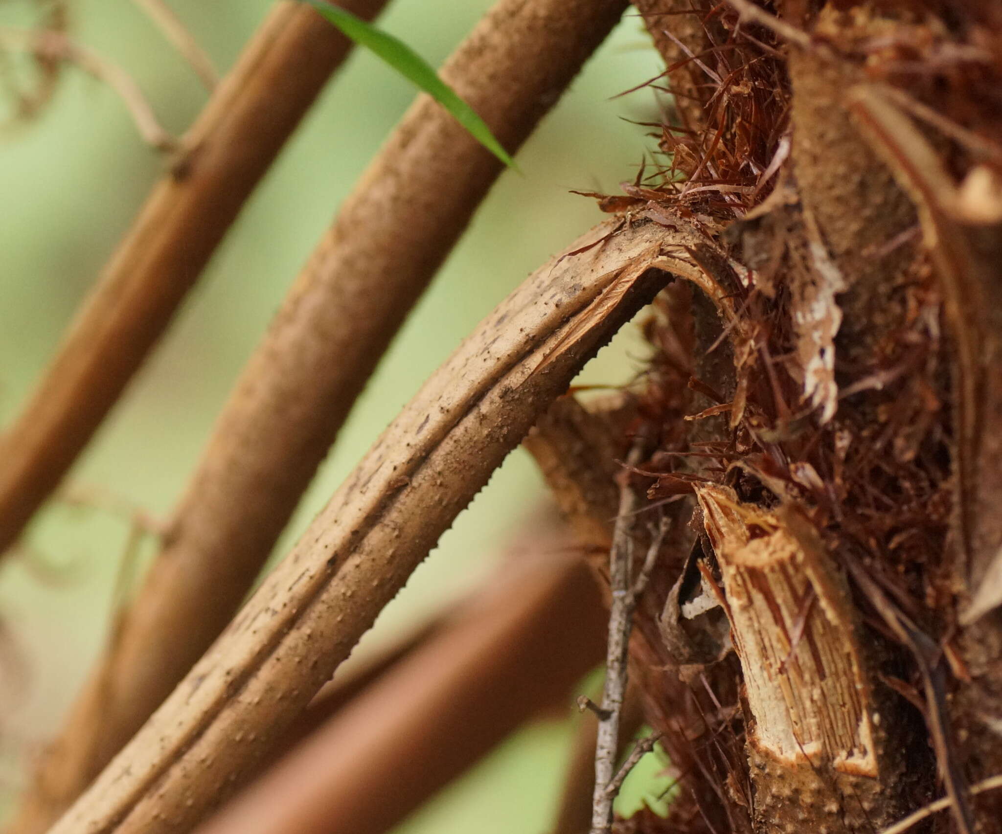 Image of Rough Tree Fern