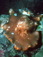 Image of Platydoris ocellata Dorgan, Valdés & Gosliner 2002