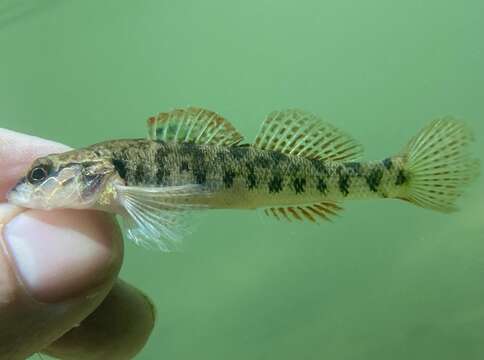 Image of Barcheek darter