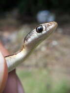 Image of Baird's Patchnose Snake