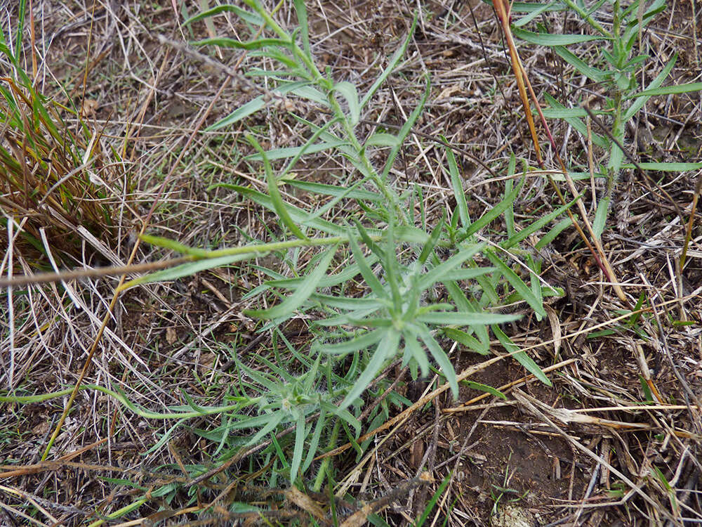 Image of Hysterionica jasionoides Willd.