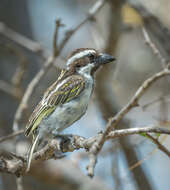 Image of Black-throated Barbet