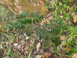 Image of Chinese yew