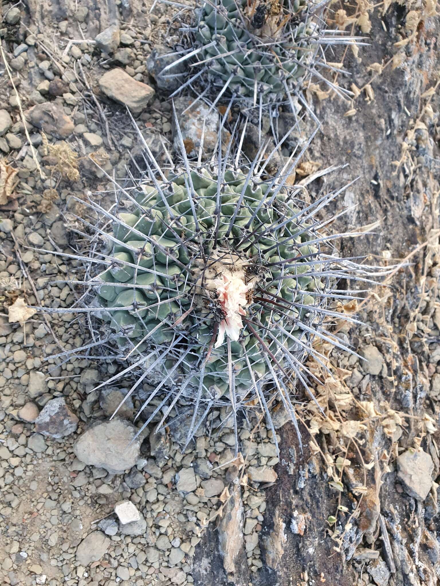 Image of Thelocactus rinconensis (Poselger) Britton & Rose