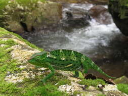 Image of Usambara Three-Horned Chameleon