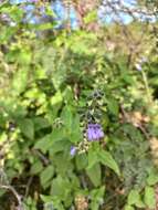 Image de Salvia rypara Briq.