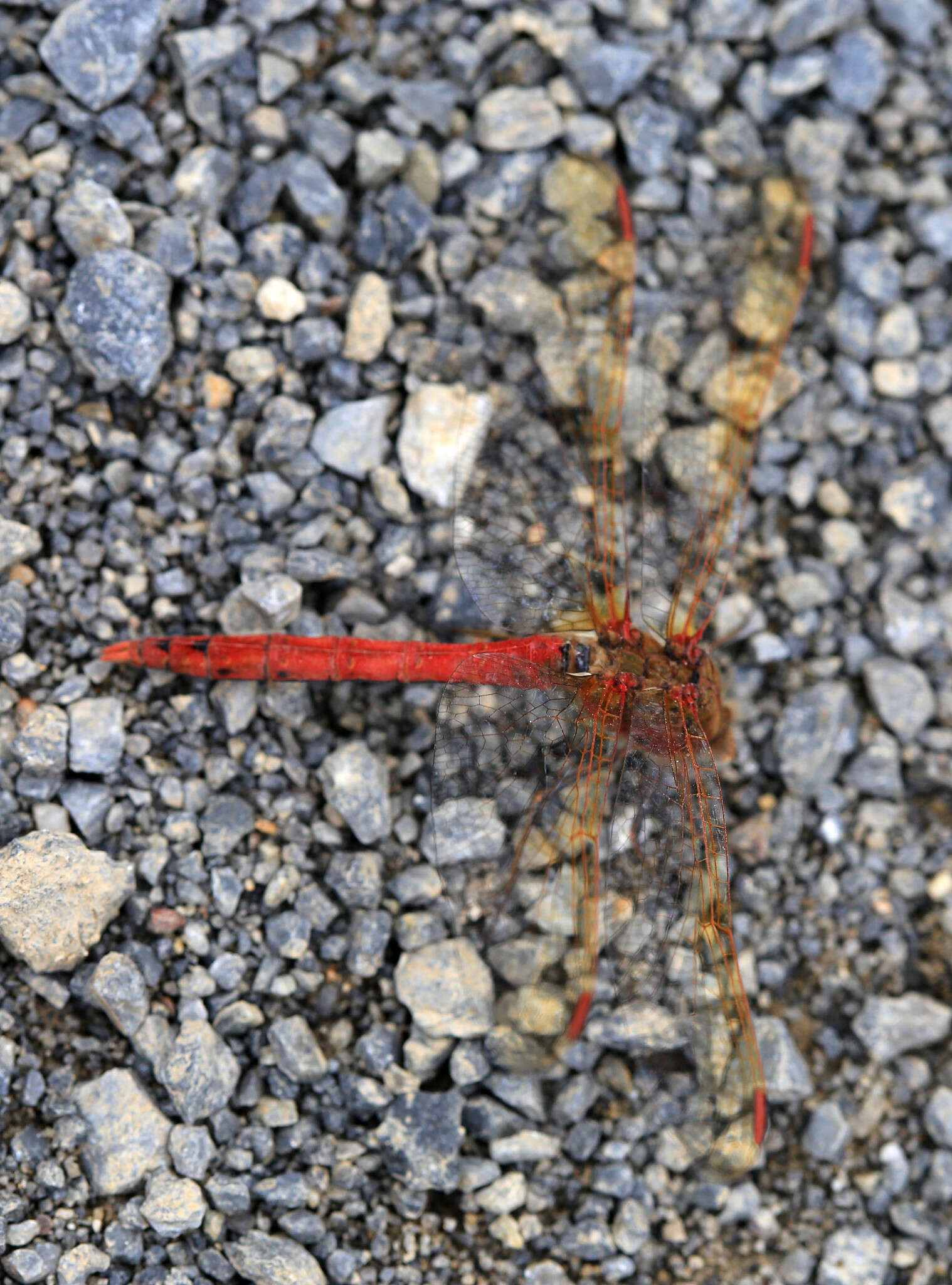 Image of <i>Sympetrum striolatum imitoides</i> Bartenef 1919