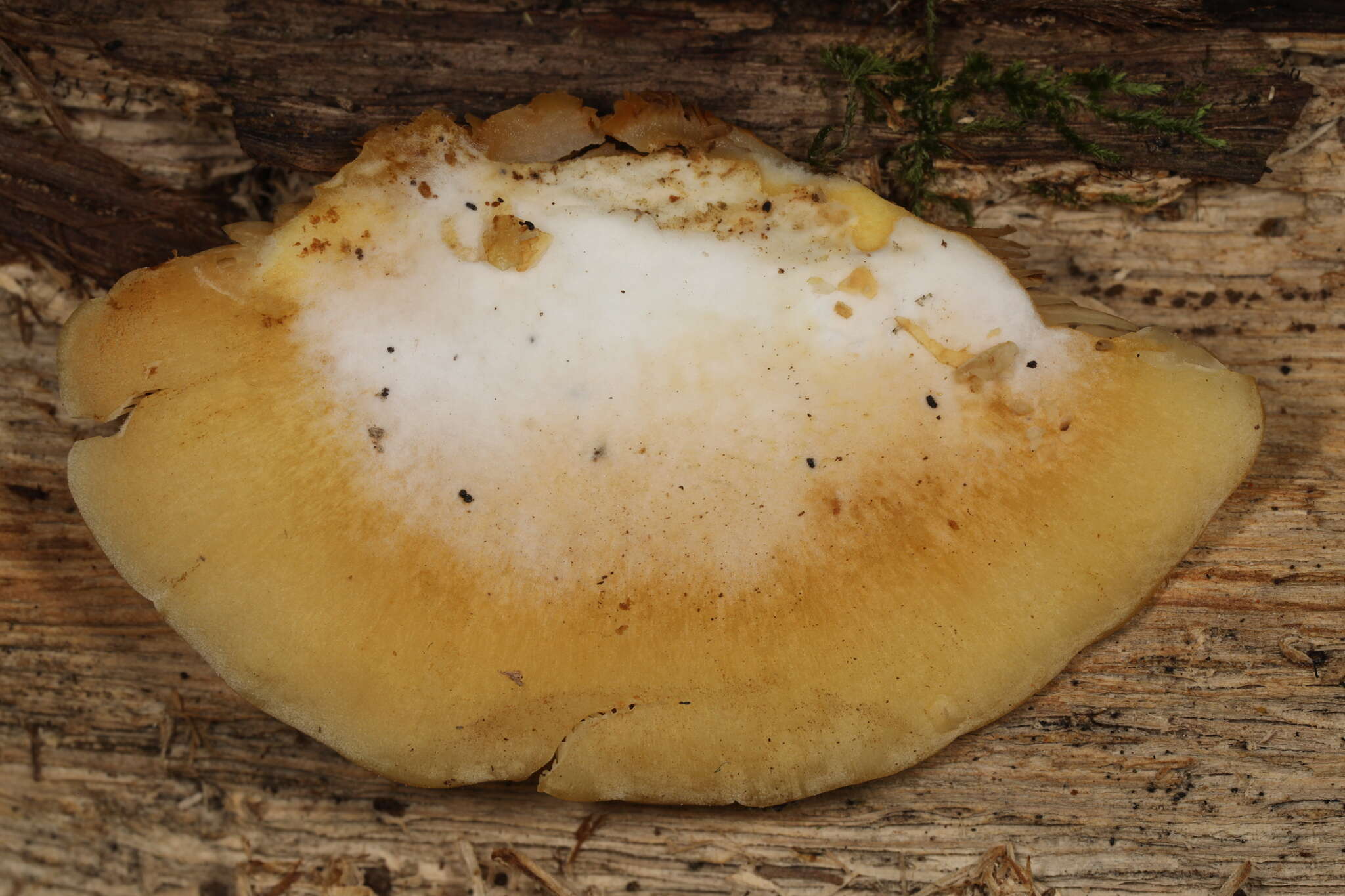 Image of Crepidotus croceotinctus Peck 1887