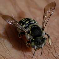 Imagem de Anthidium porterae Cockerell 1900