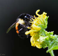 Image of Bombus ephippiatus Say 1837