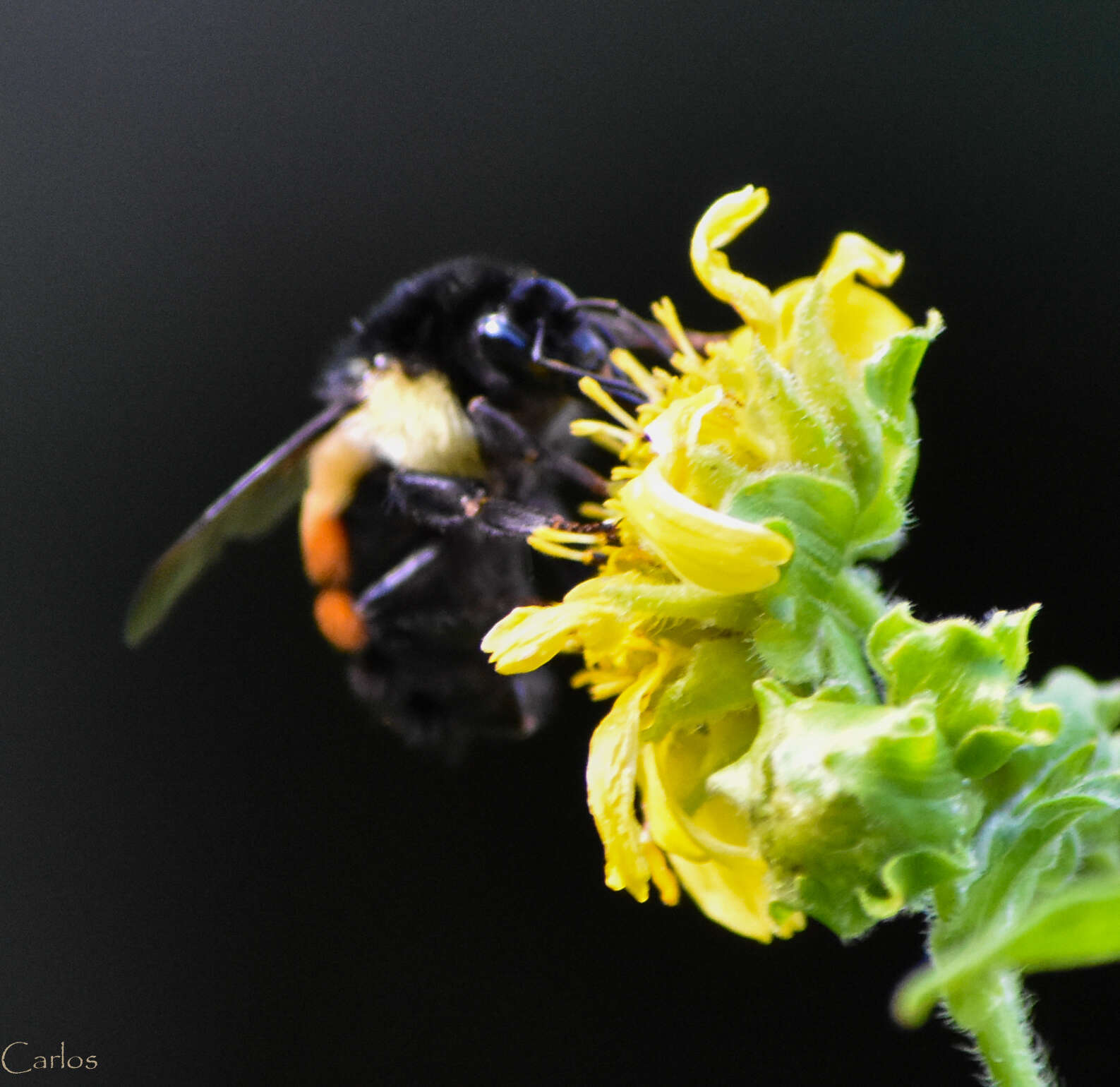 Bombus ephippiatus Say 1837 resmi