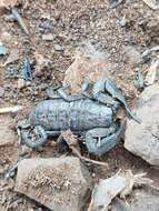 Image of Magaliesberg Rock Scorpion