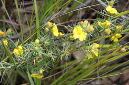 Image of Hibbertia calycina (DC.) N. A. Wakefield