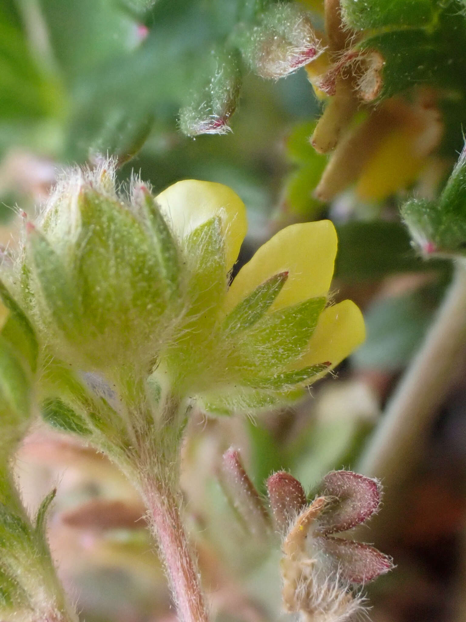 Imagem de Potentilla jepsonii var. kluanensis