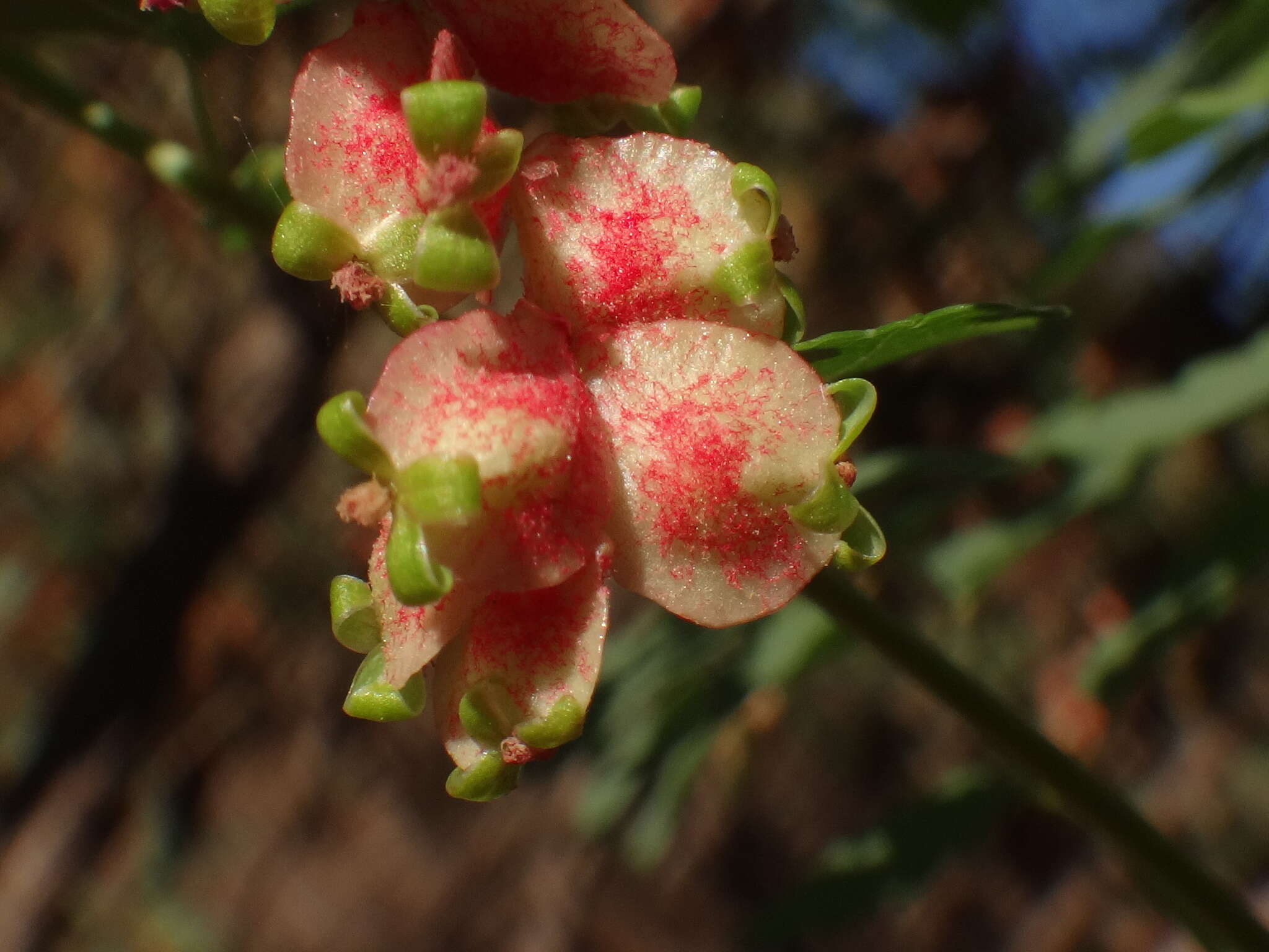 Marcetella moquiniana (Webb & Berthel.) Svent.的圖片