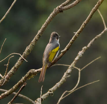 Image of Ashy Bulbul