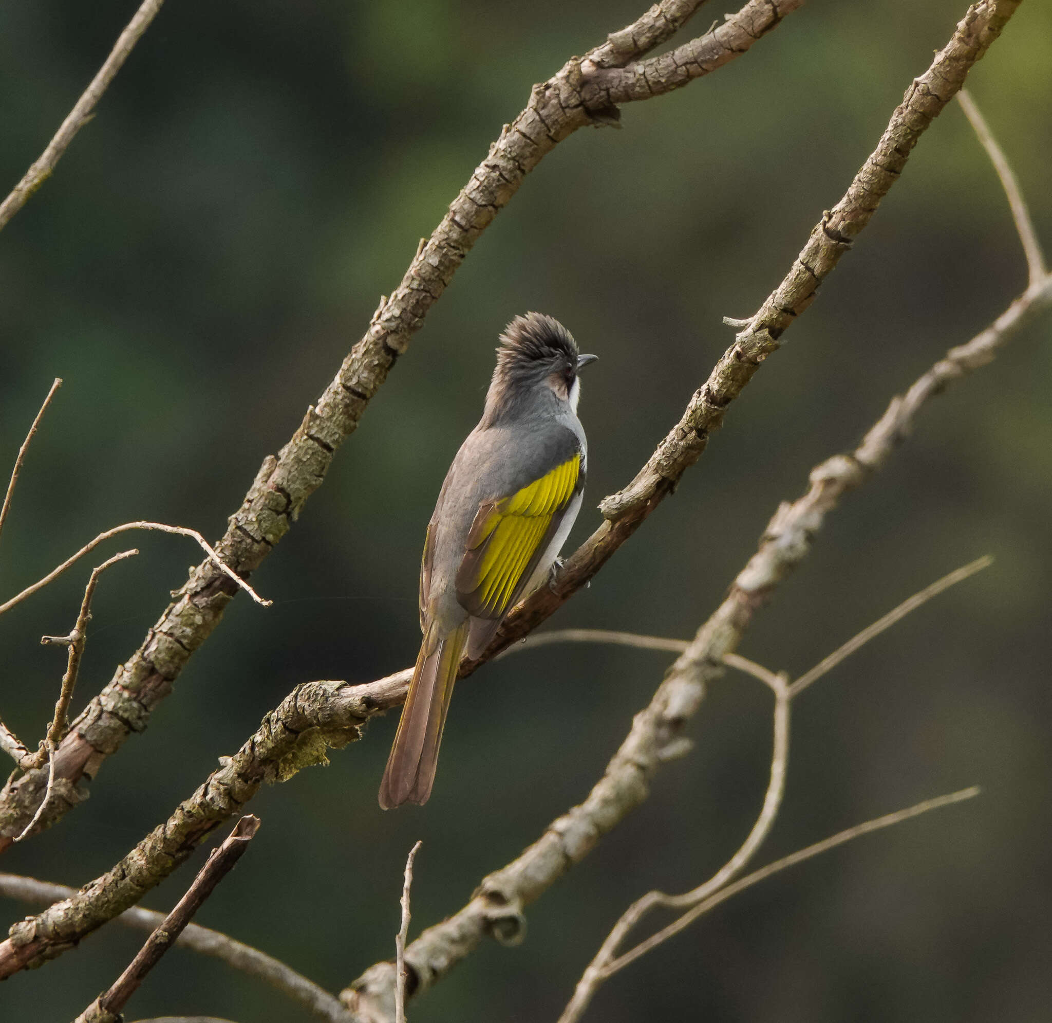 Image of Ashy Bulbul