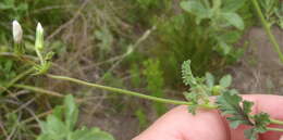 Image of geranium