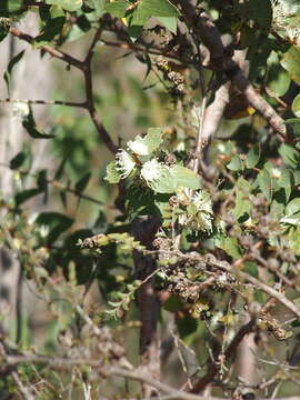 Image of Hakea ferruginea Sweet