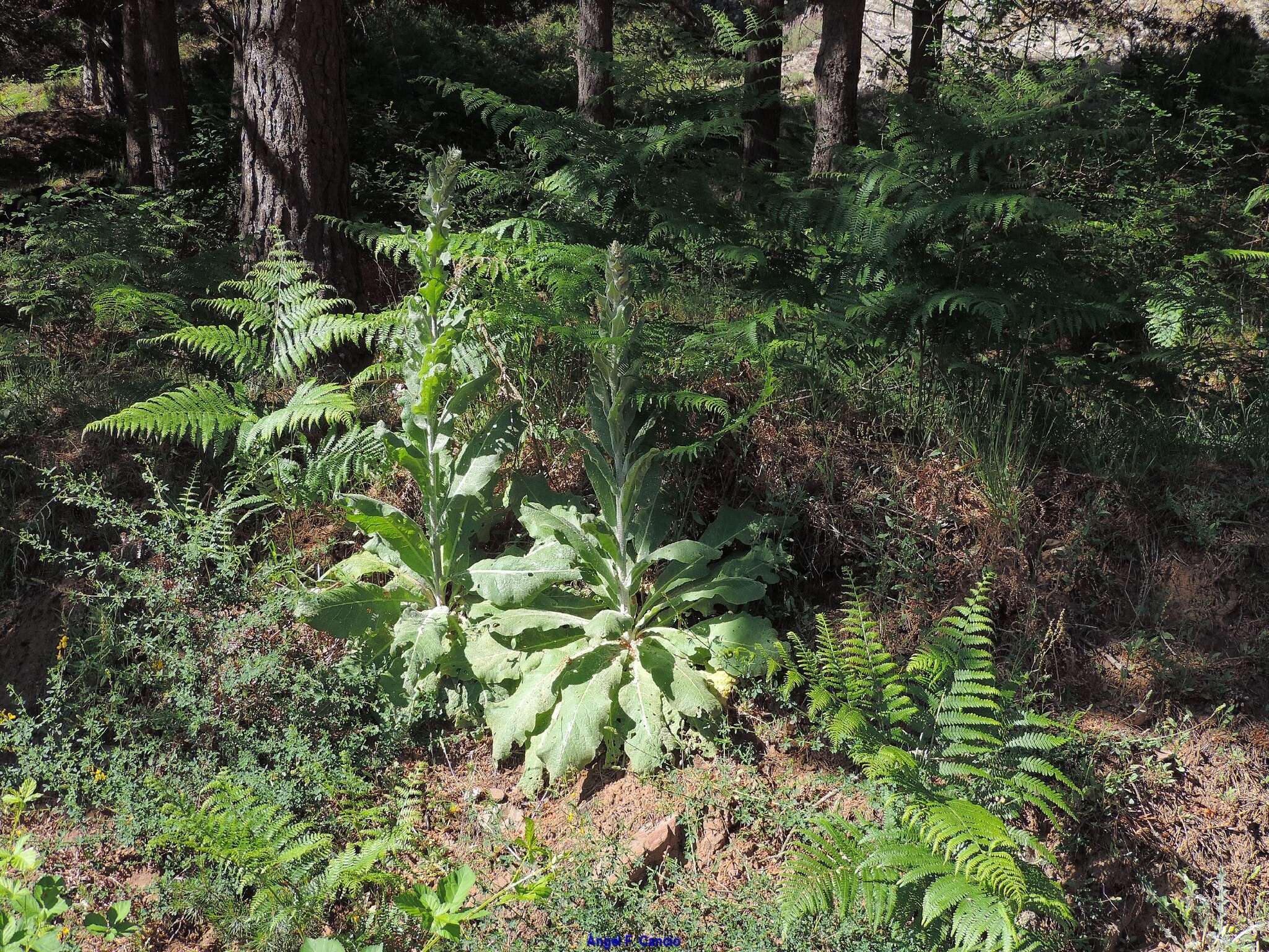 Image of Adenocarpus complicatus (L.) Gay