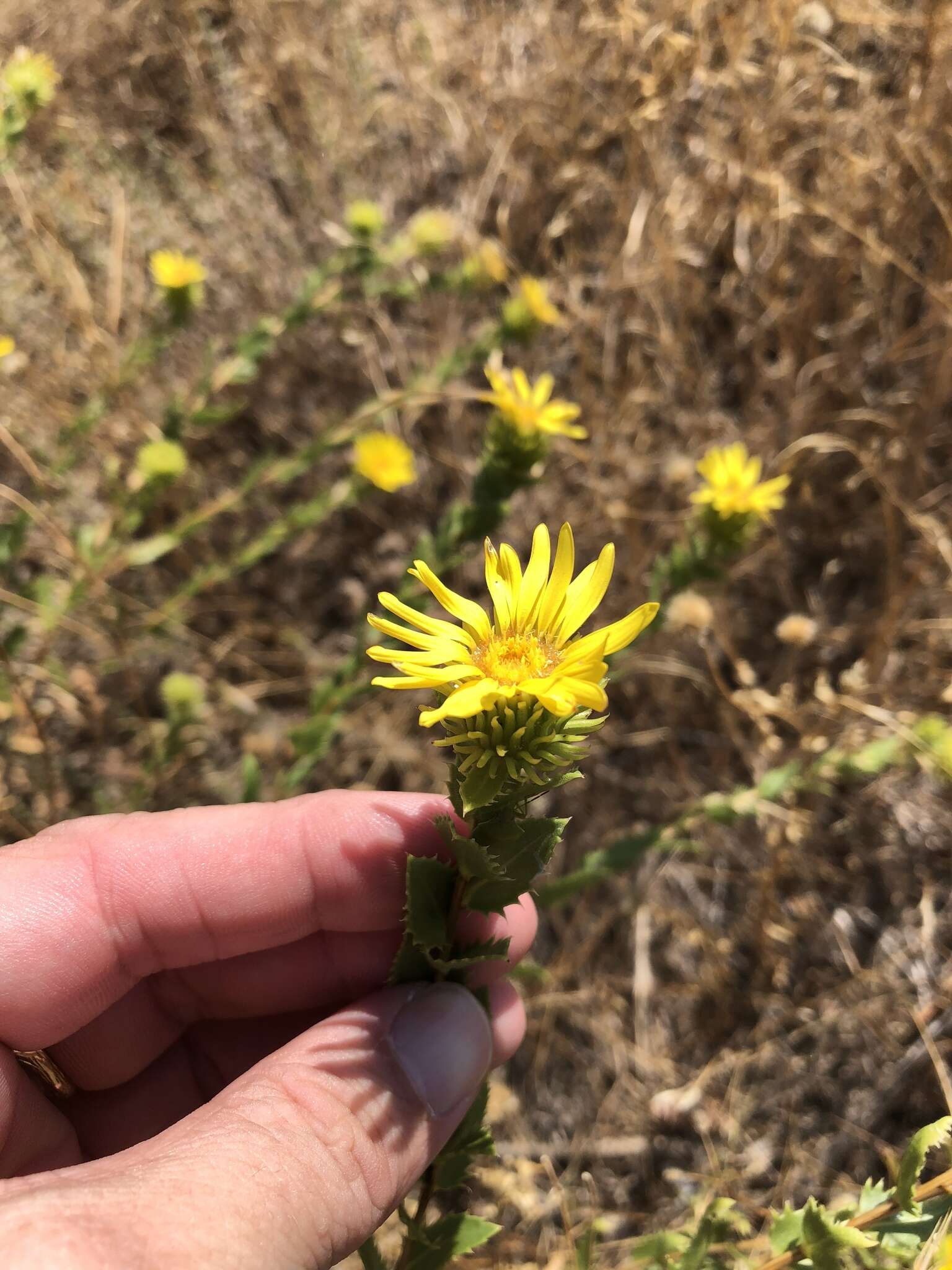 Image of narrowleaf gumweed