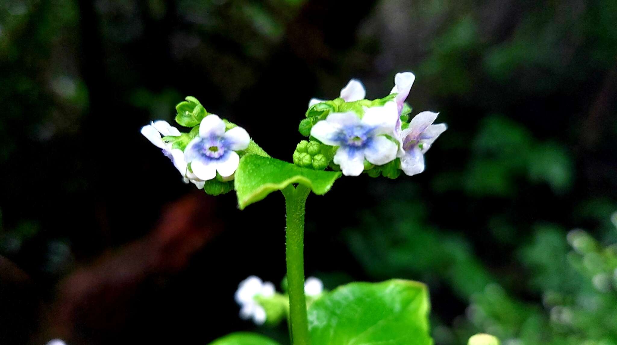 Image of Cynoglossum coelestinum Lindl.