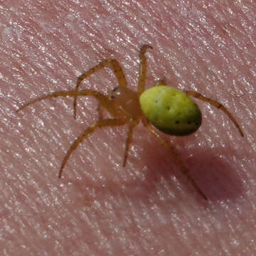 Image of Cucumber green spider