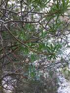 Image of tree spurge