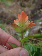 Image of coast Indian paintbrush