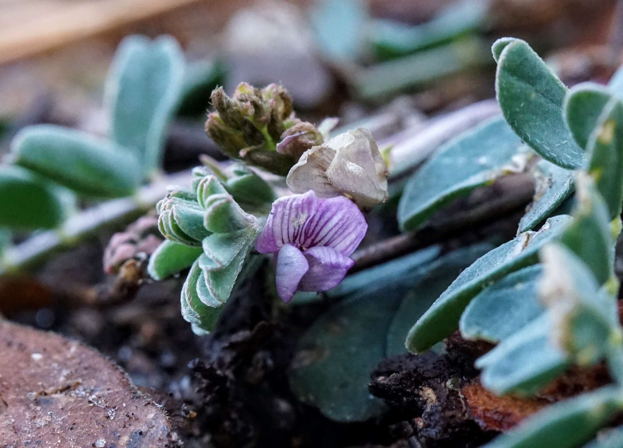 Image of copper mine milkvetch