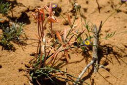 Image of Babiana teretifolia Goldblatt & J. C. Manning