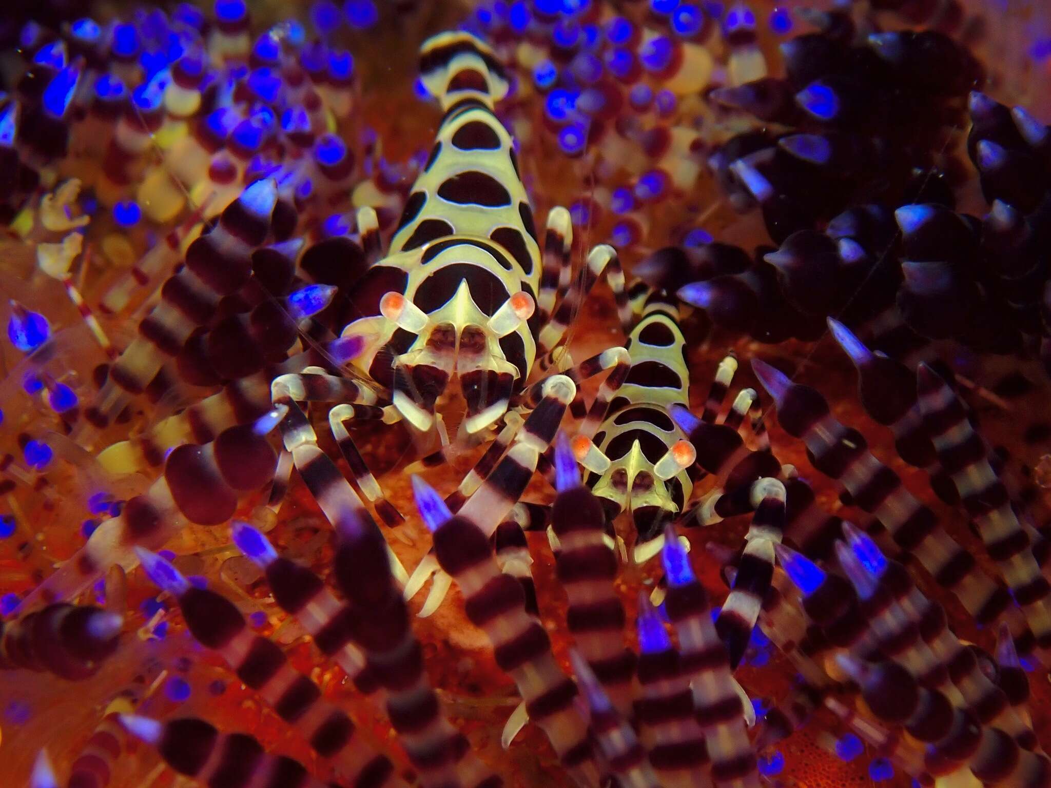 Image of Colemans shrimp