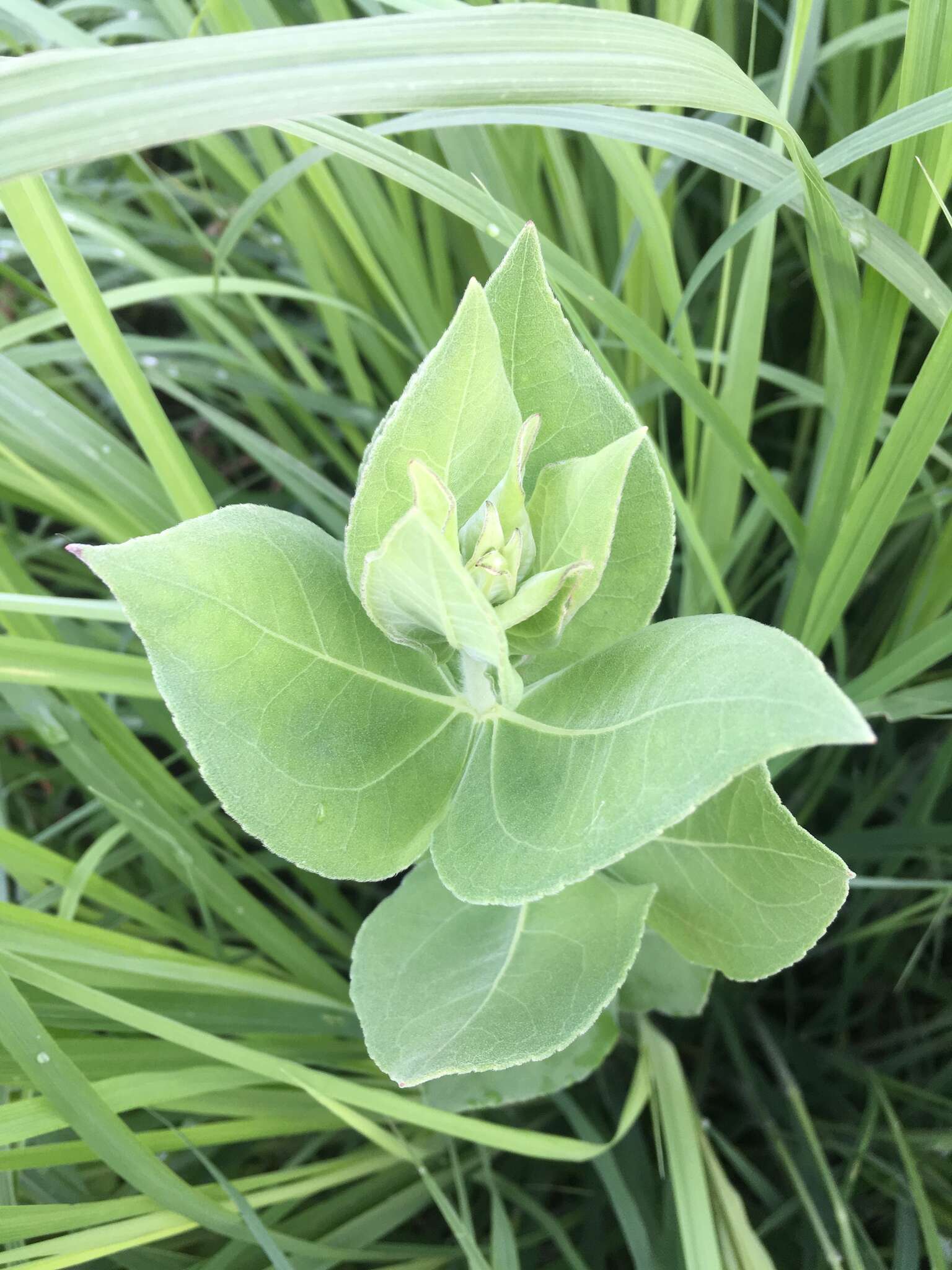 Image of ashy sunflower