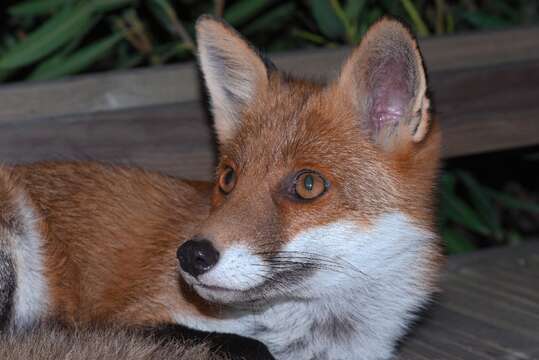 Image of Vulpes vulpes ichnusae Miller 1907