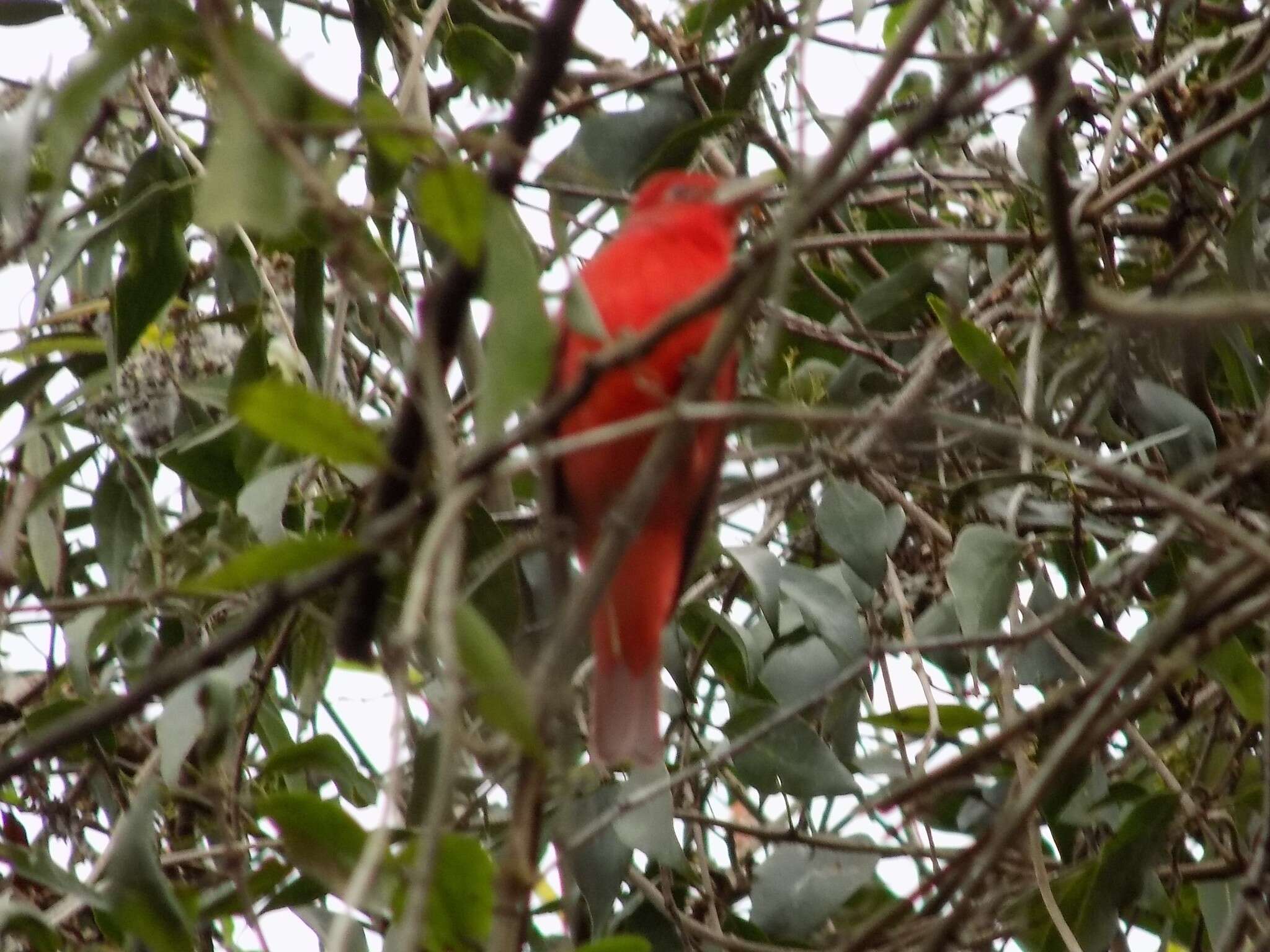 Imagem de Sanhaçu-de-fogo