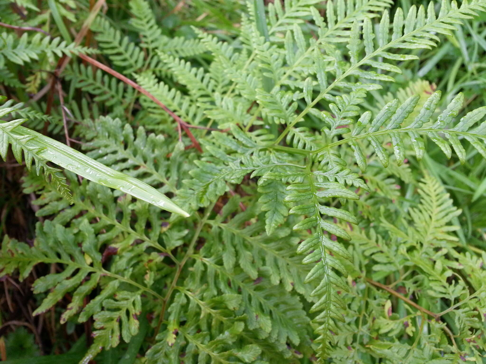 Слика од Pteris tremula R. Br.