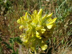 Image of Astragalus alopecuroides L.