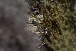 Image of Baja California Whiptail