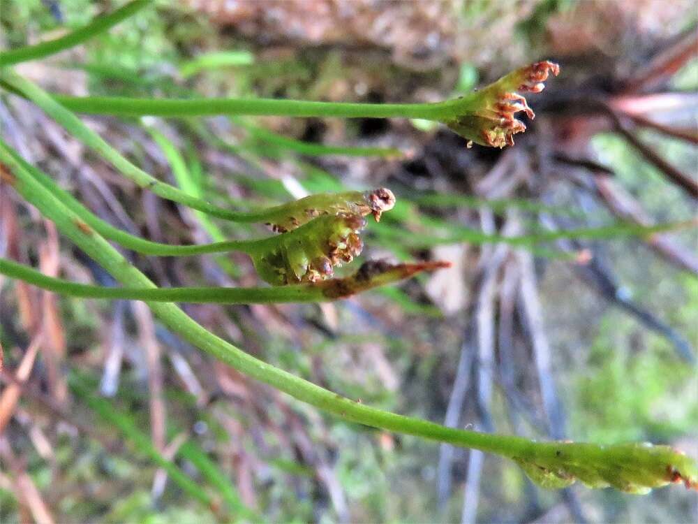 Image of Schizaea rupestris R. Br.