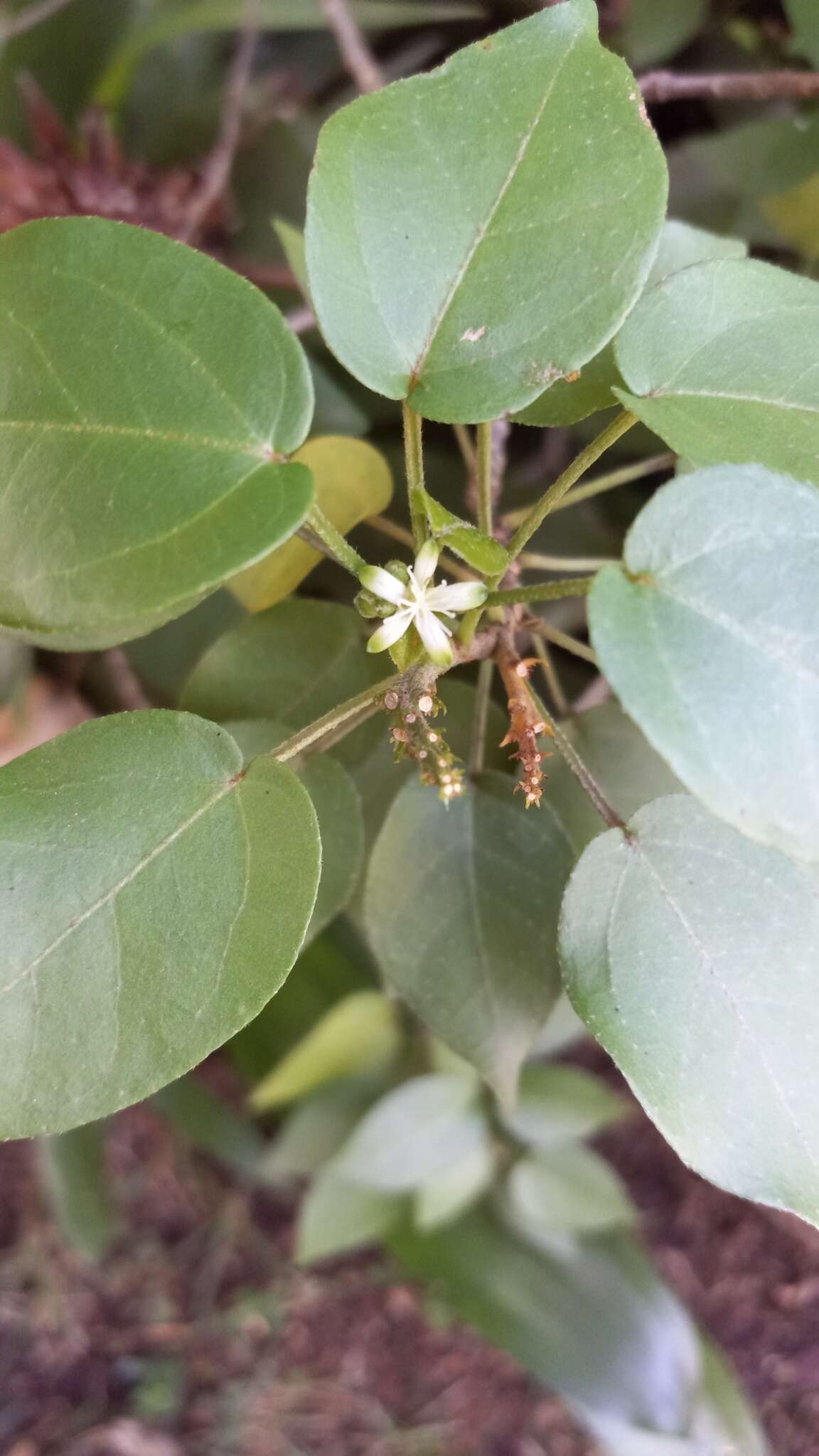 Sivun Croton glabellus subsp. polytrichus (Urb.) B. W. van Ee kuva