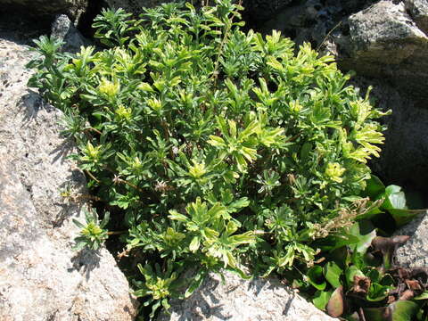 Image of Artemisia lagocephala (Fischer ex Bess.) DC.