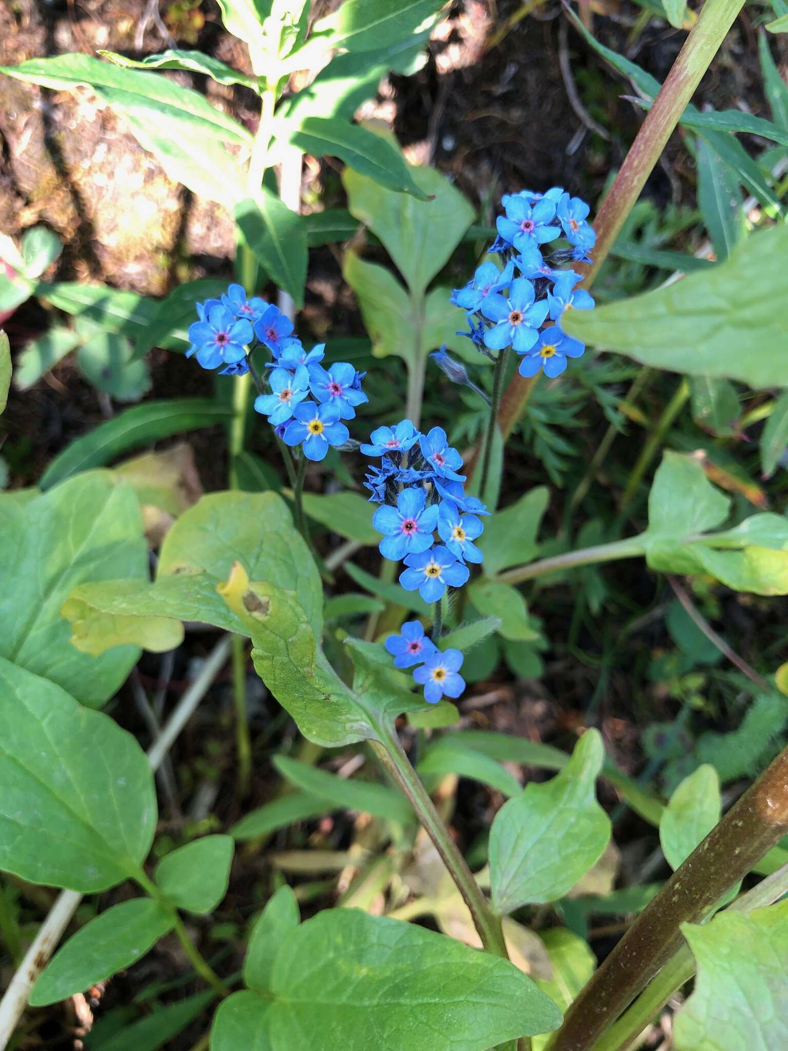 Plancia ëd Myosotis asiatica (Vesterg.) Schischkin & Sergievskaja