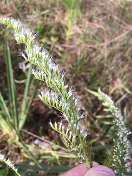 Eupatorium leptophyllum DC.的圖片