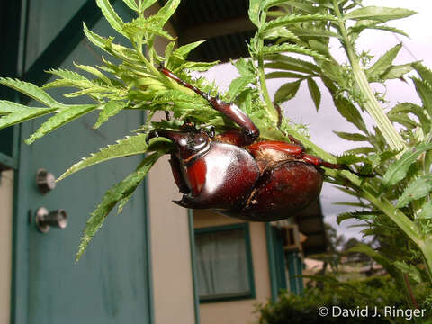 Слика од Xylotrupes carinulus Rowland 2011