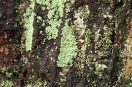 Image of leproloma lichen