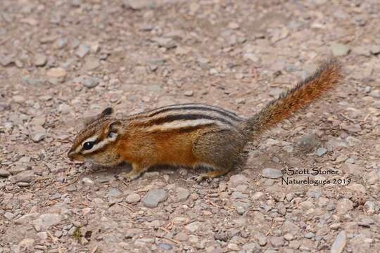 Image of red-tailed chipmunk