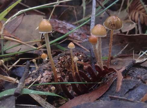 Image of Psilocybe alutacea Y. S. Chang & A. K. Mills 2006