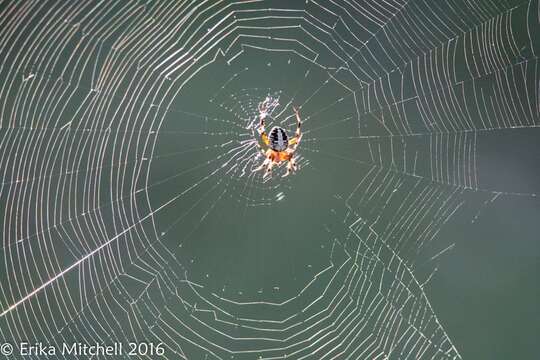 Image of Spotted Orbweaver